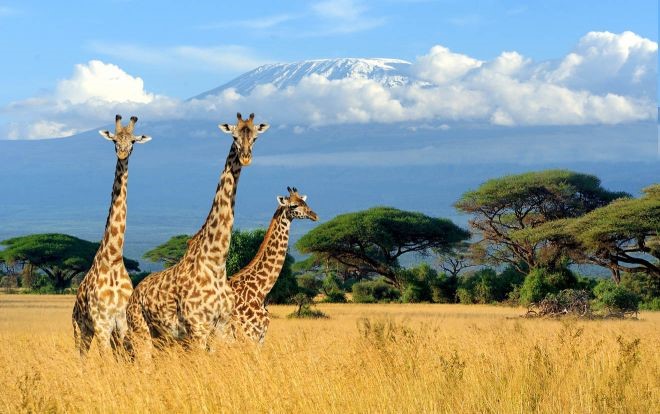 Arusha National Park - Giraffes