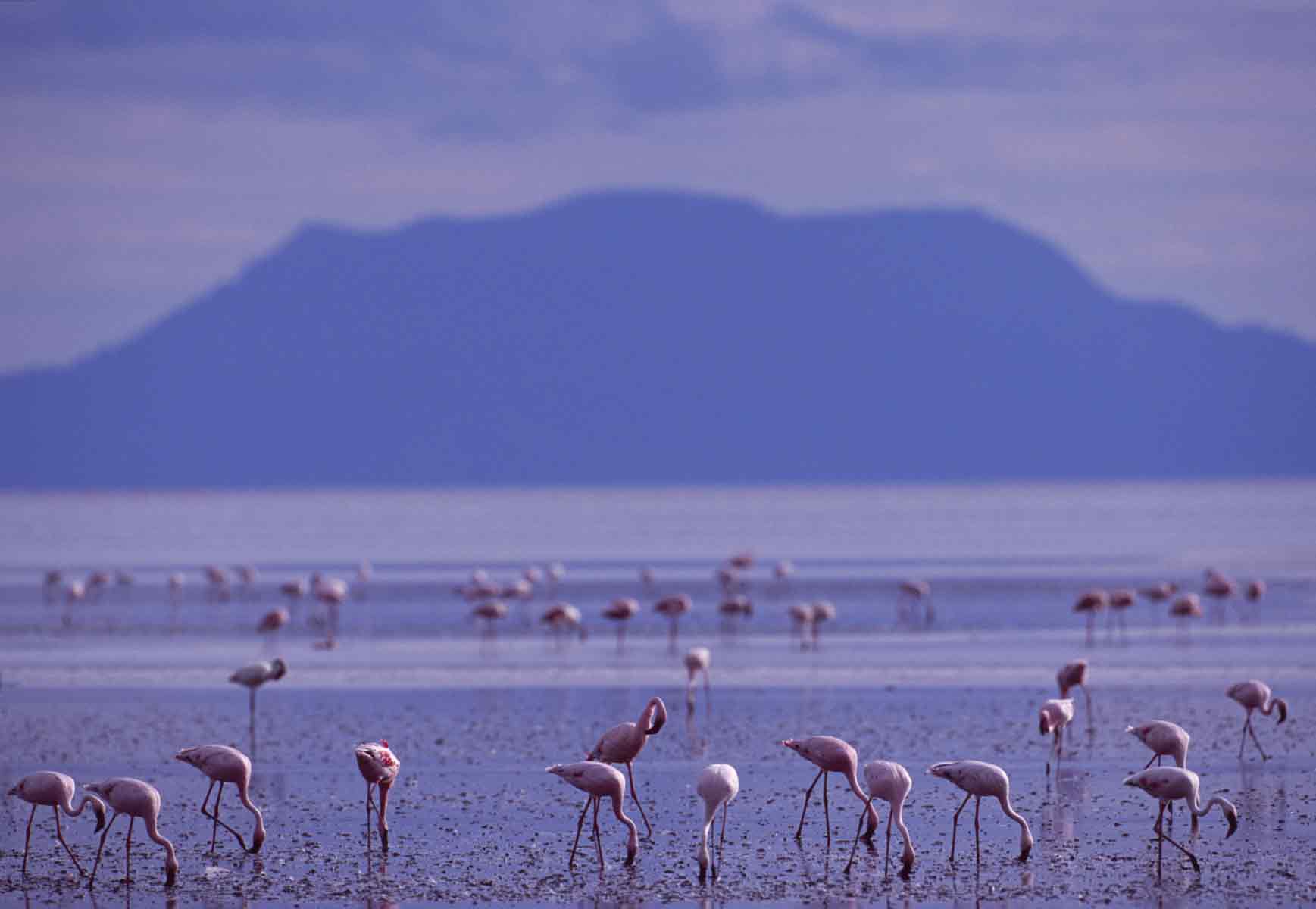 Lake Natron Tanzania - Flamingoes Paradise
