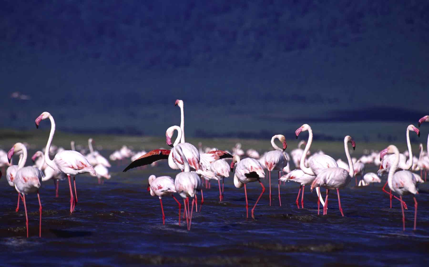 Lake Natron - Flamingos Destination