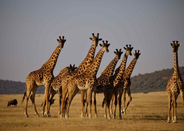 Giraffe African Safari Tour