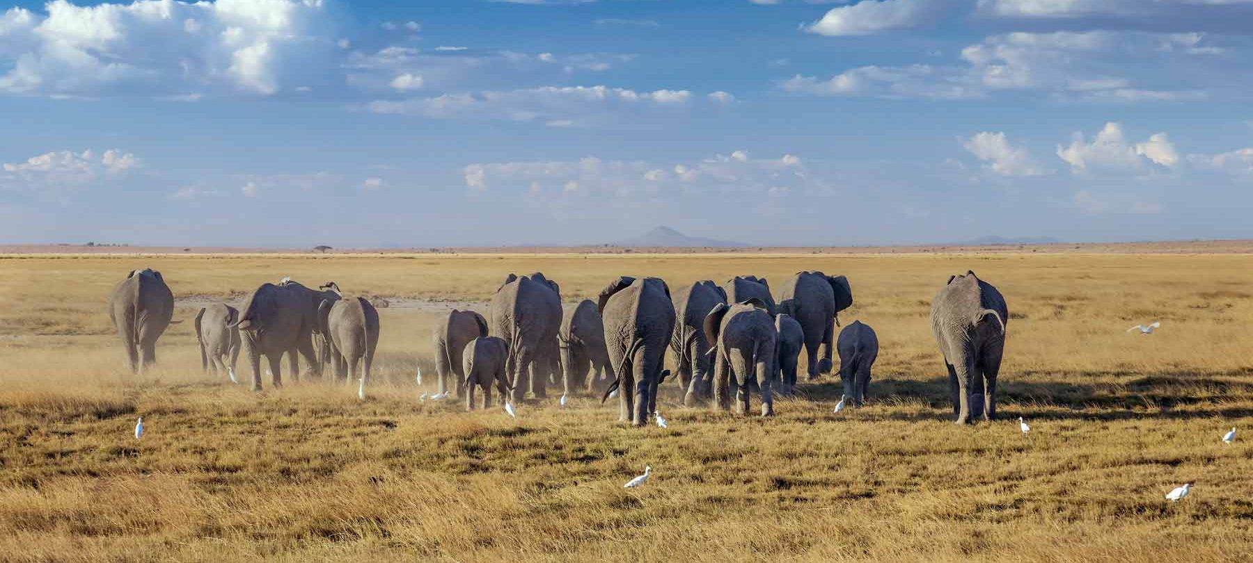 Top Rated Tanzania Safaris