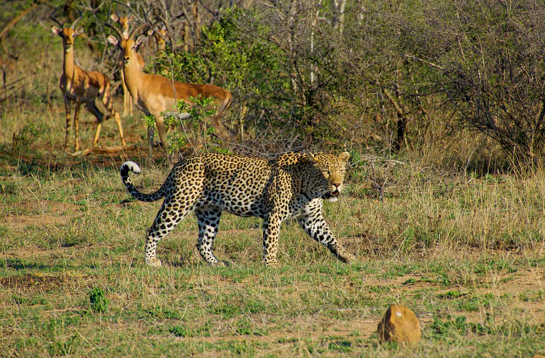 Tanzania Leopard