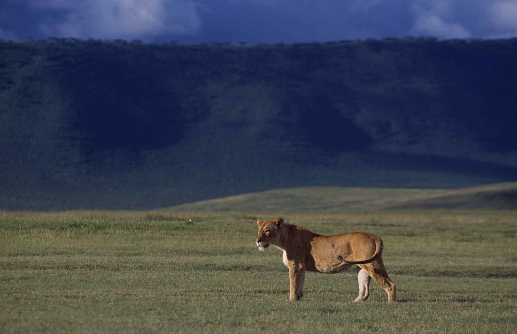 Ngorongoro Crater Floor - Animals