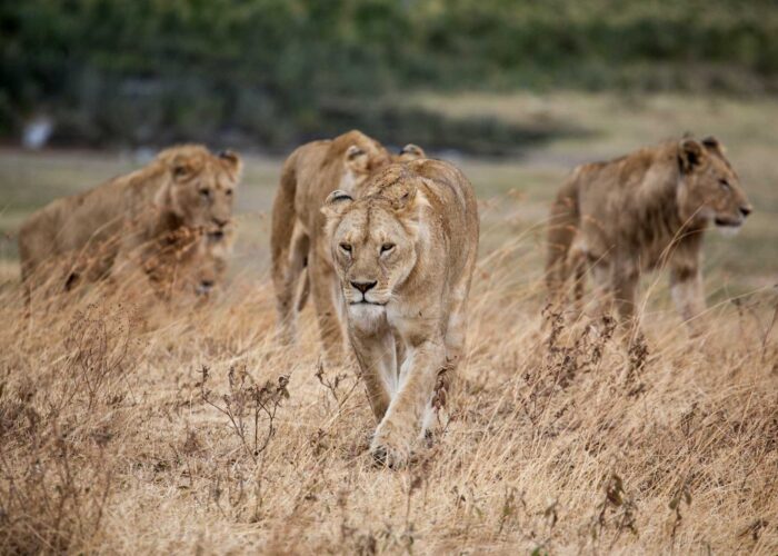 Lion Safari Tour - Tanzania Simba
