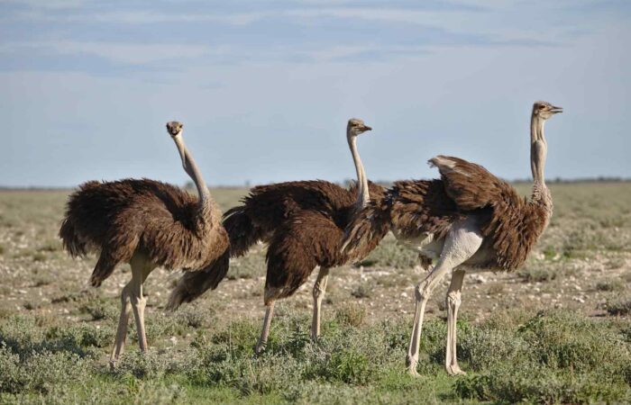 Ostrich Safari Tour - Ngorongoro