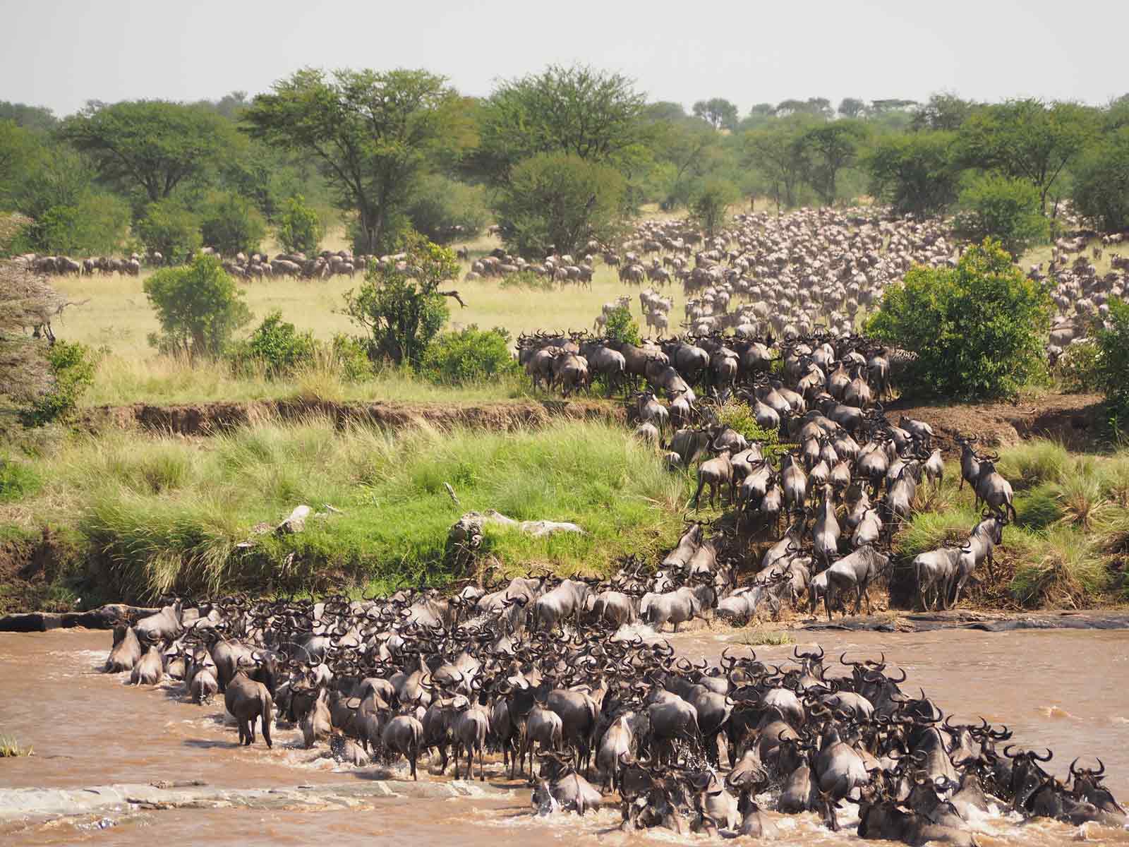 Serengeti great Migration River Crossing