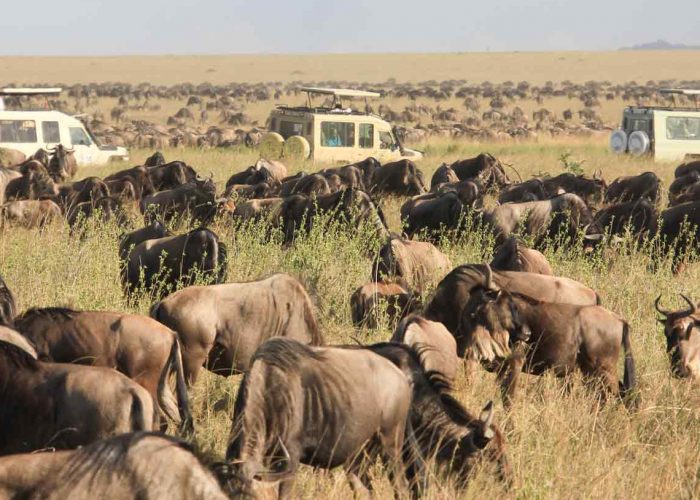 Serengeti National Park Game Drive