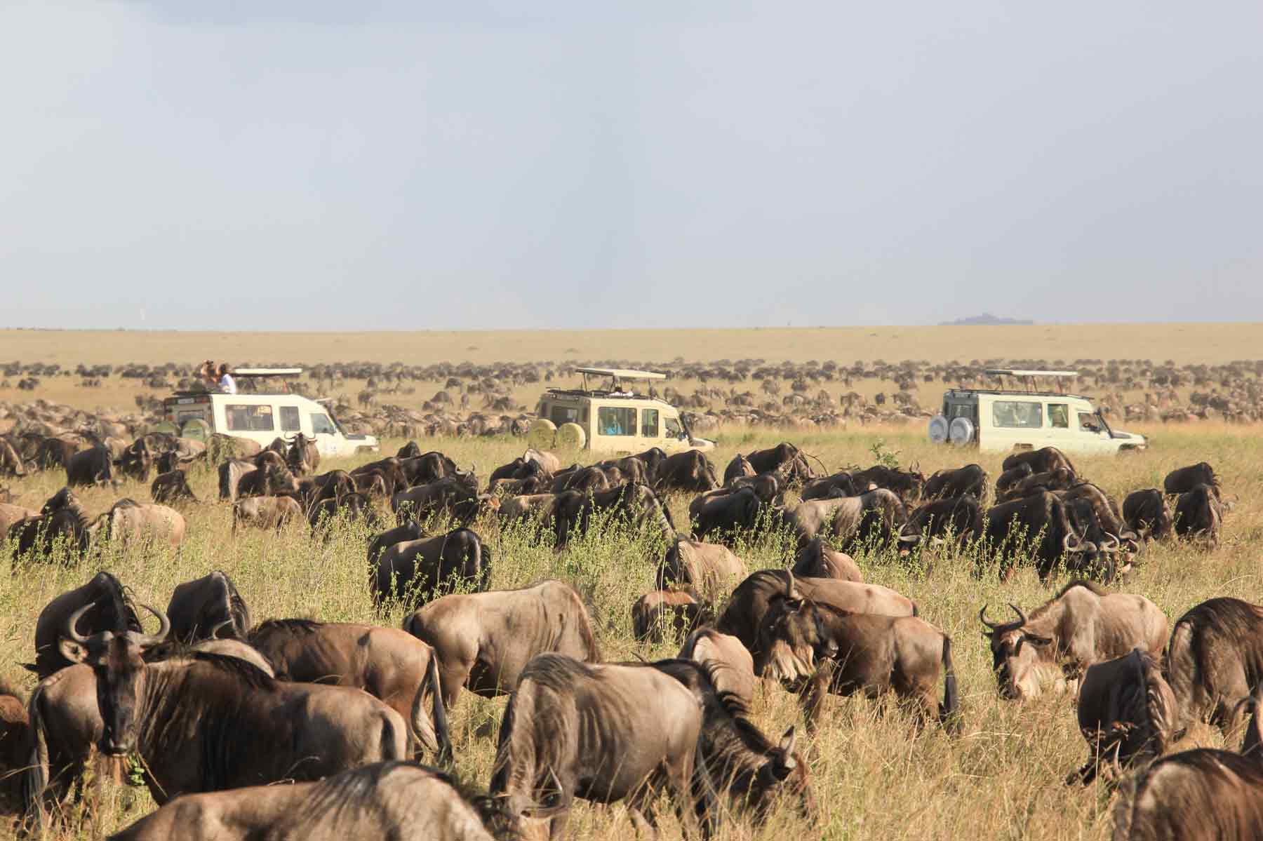 Days Tanzania Luxury Safari Tarangire Serengeti Ngorongoro Crater