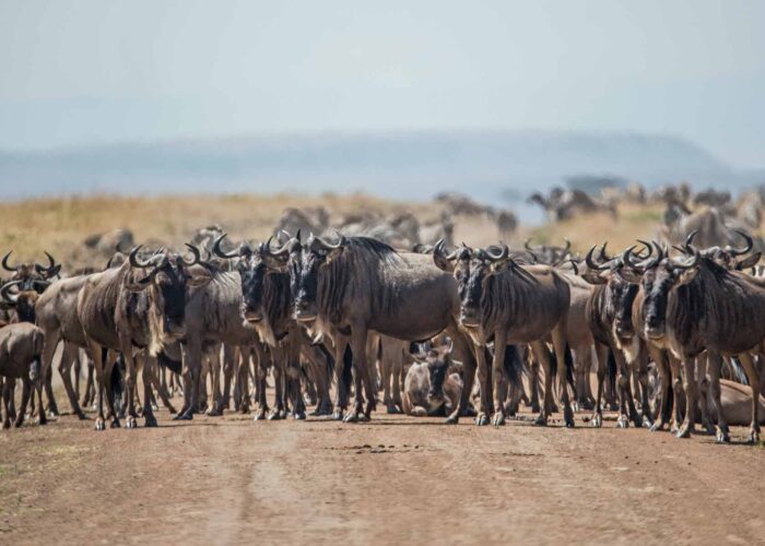 Budget Safari - Serengeti National Park