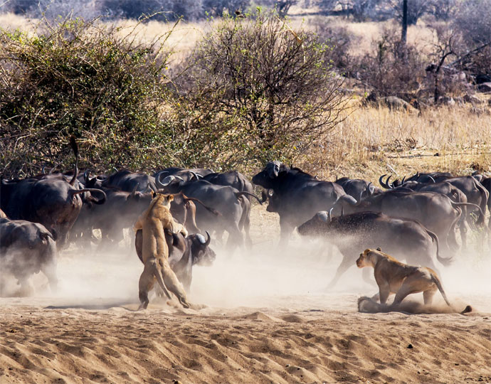 Lion and Buffalo in Action