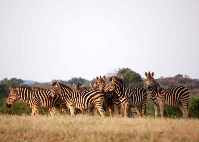 Group of Zebra