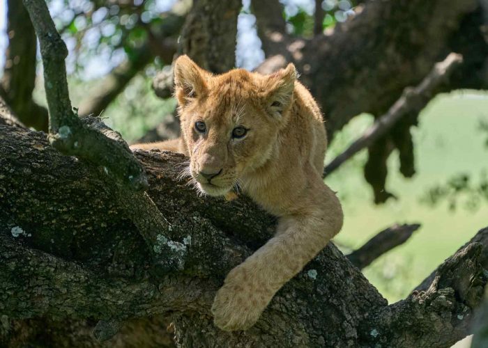 Climb Tree - Lion