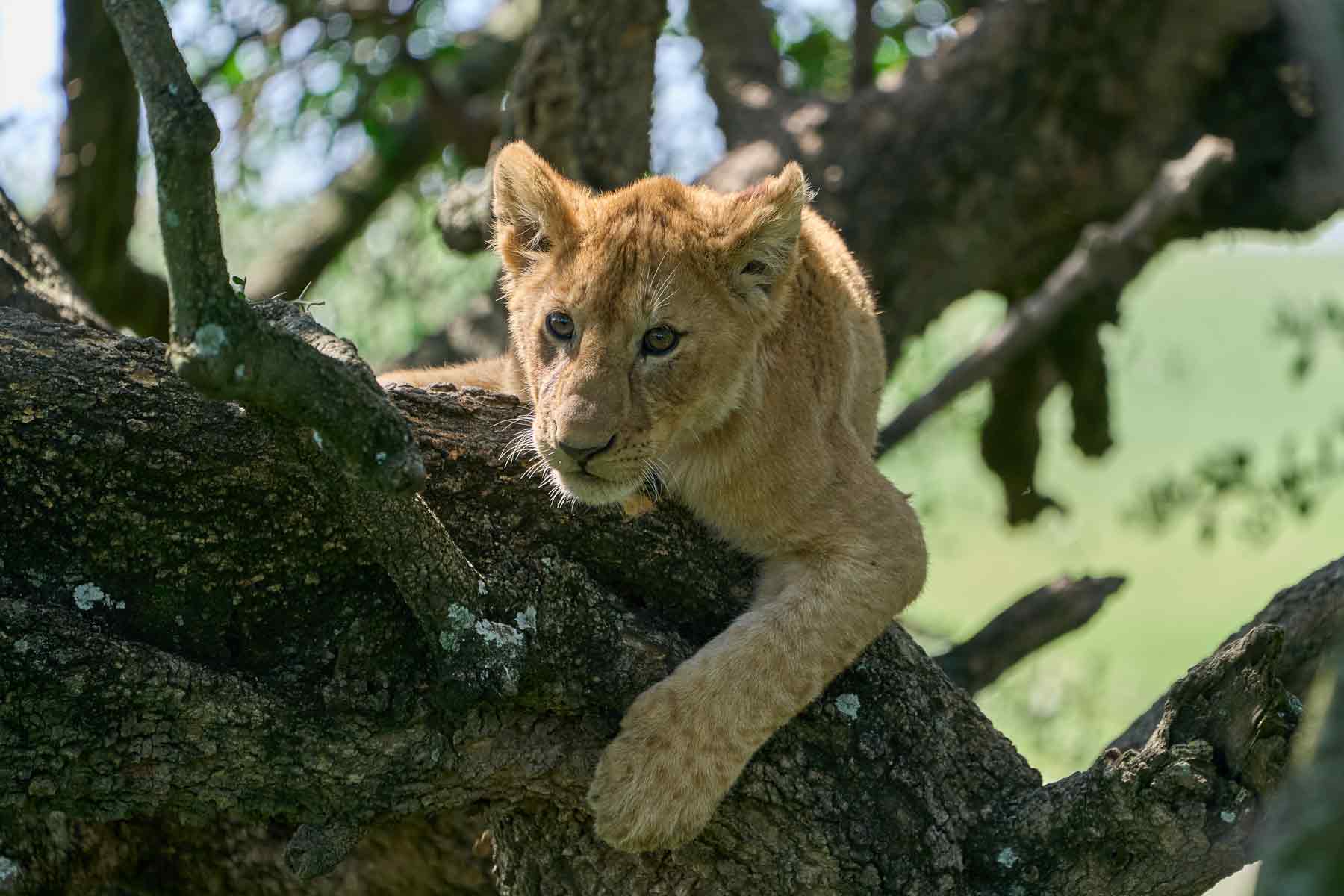 Climb Tree - Lion