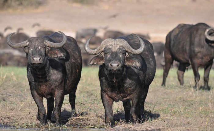 Buffalo The Big 5 Animal Safari