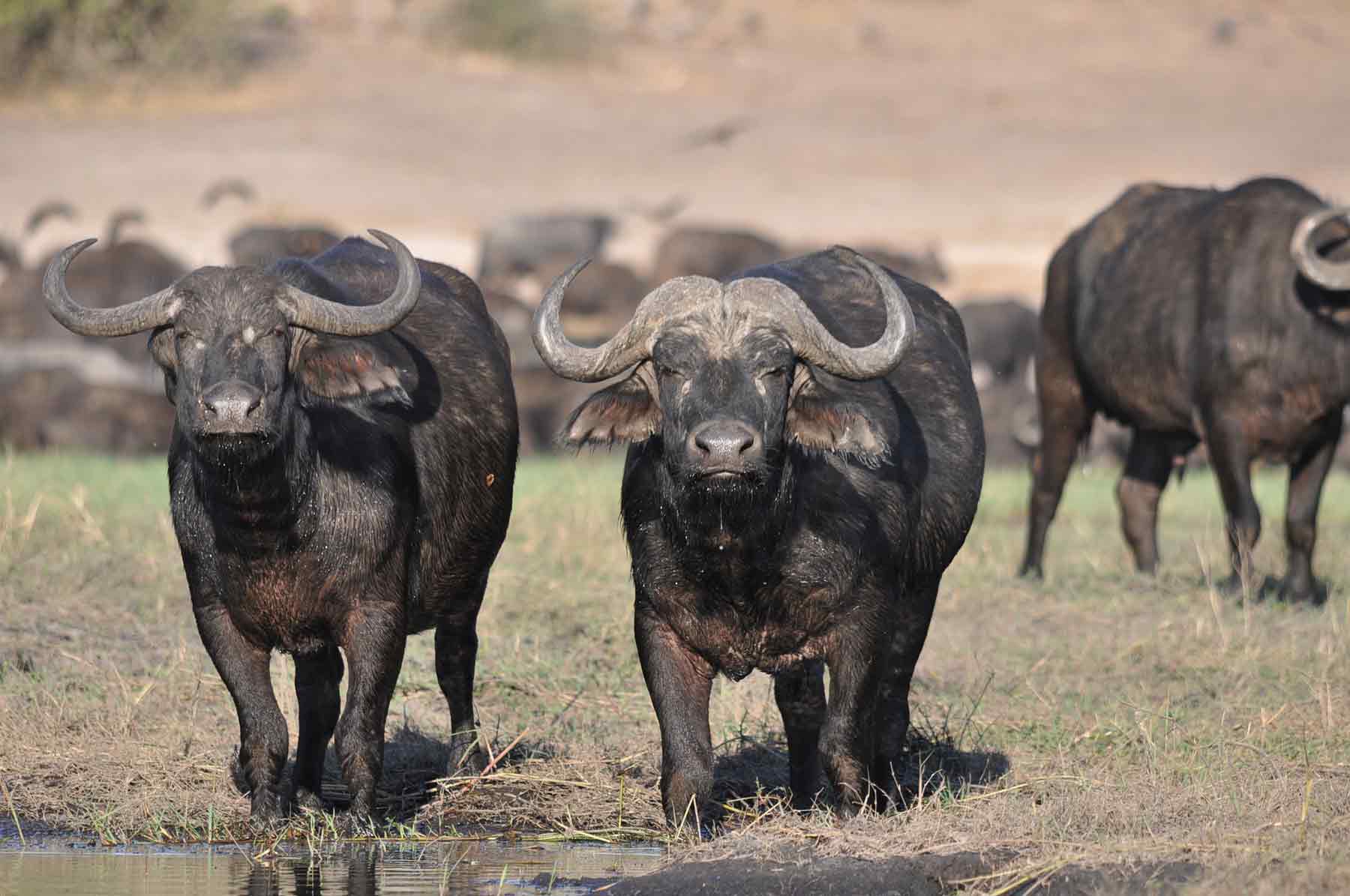 Buffalo The Big 5 Animal Safari