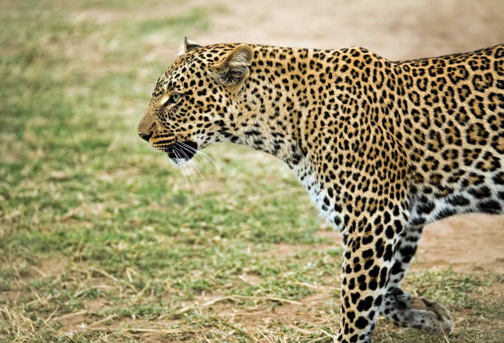 Leopard The Big 5 Animal safari