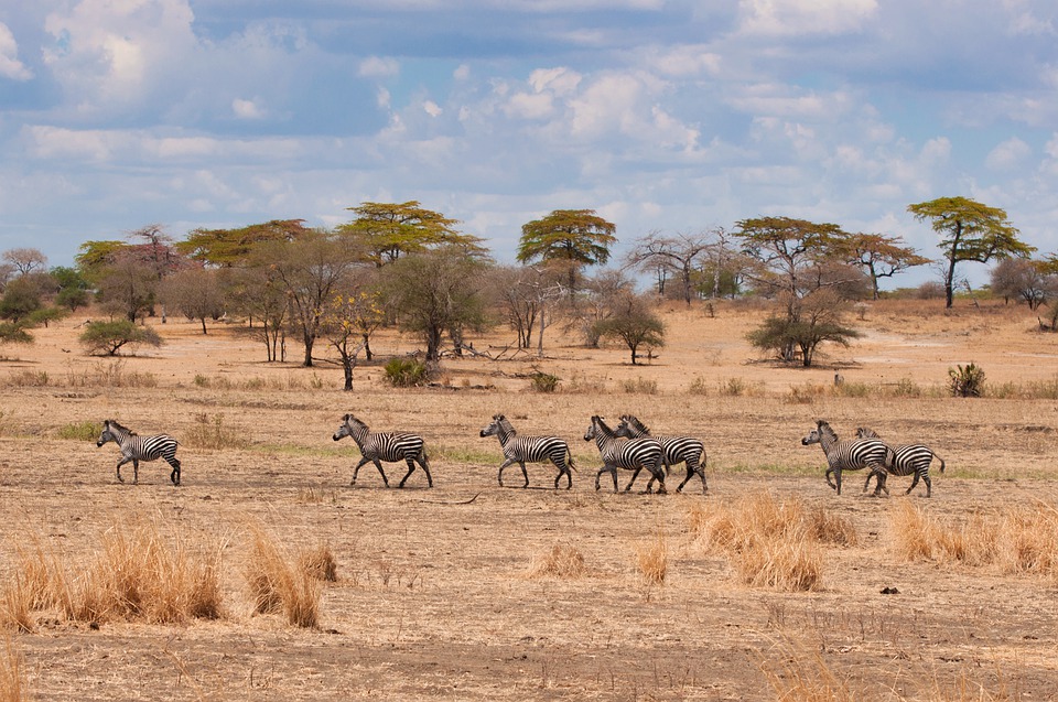 best safari parks in tanzania